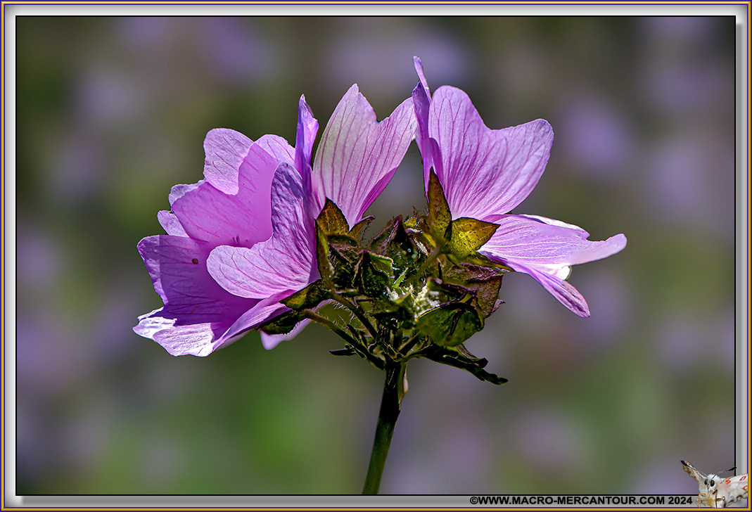 Mauve alcée